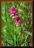Wild orchid by the roadside, Straad, Isle of Bute, Scotland. Wild orchid by the roadside, Straad, Isle of Bute, Scotland.